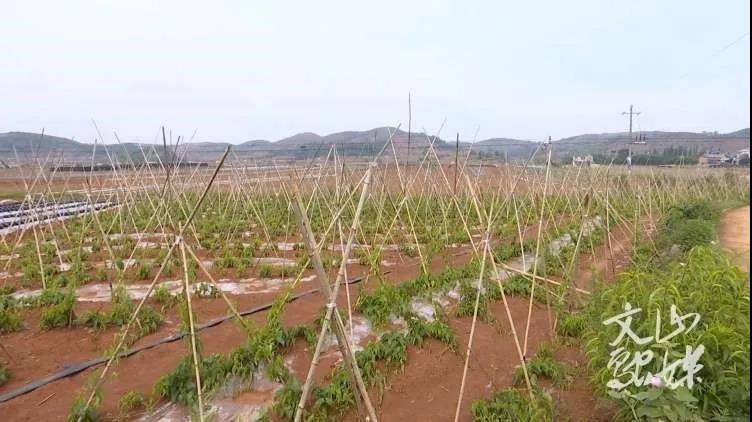 首页-PA真人集团有限公司官网